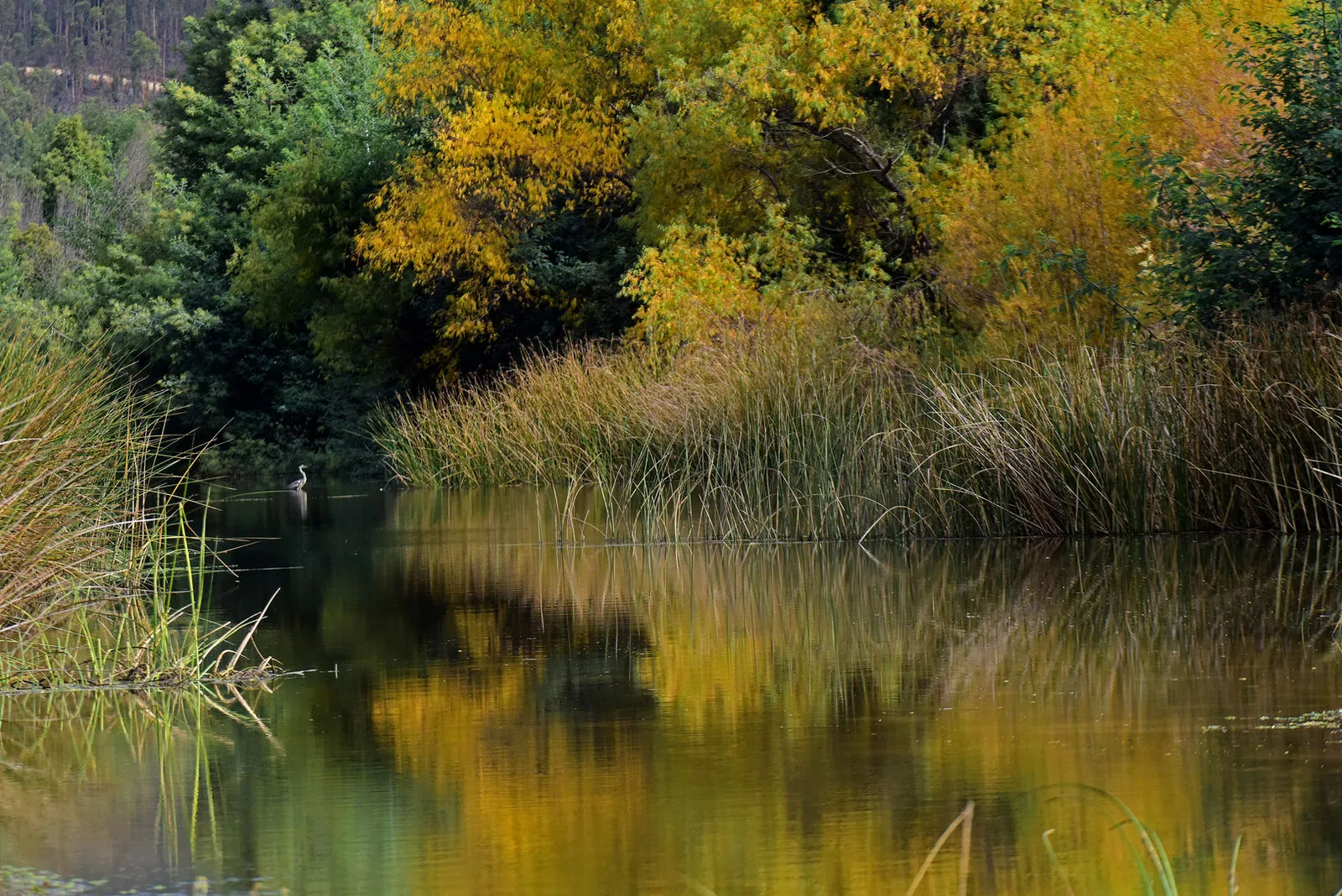 Kayak de travesía en aguas tranquilas